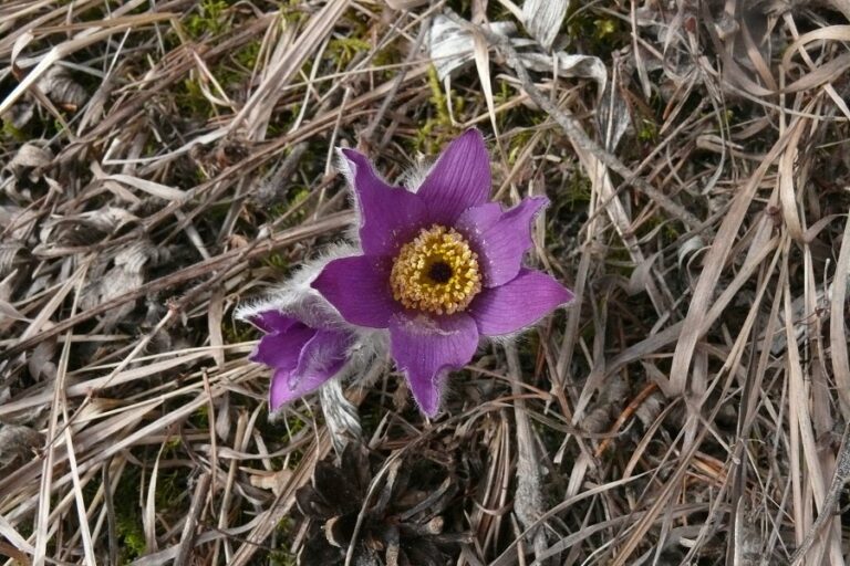 Príroda je zmätená, prvé kvety kvitnú už aj pod Tatrami