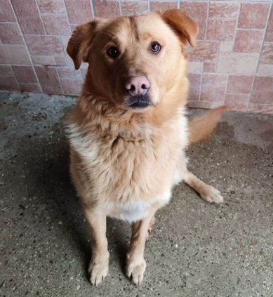 Psík nastúpil do vlaku a bez lístka cestoval až do Žiliny