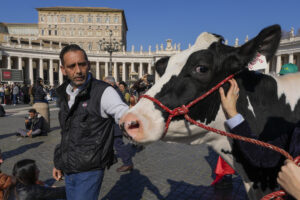 Na Námestí svätého Petra sa objavila krava. V Európe rastie podpora protestujúcich farmárov zo strany cirkvi