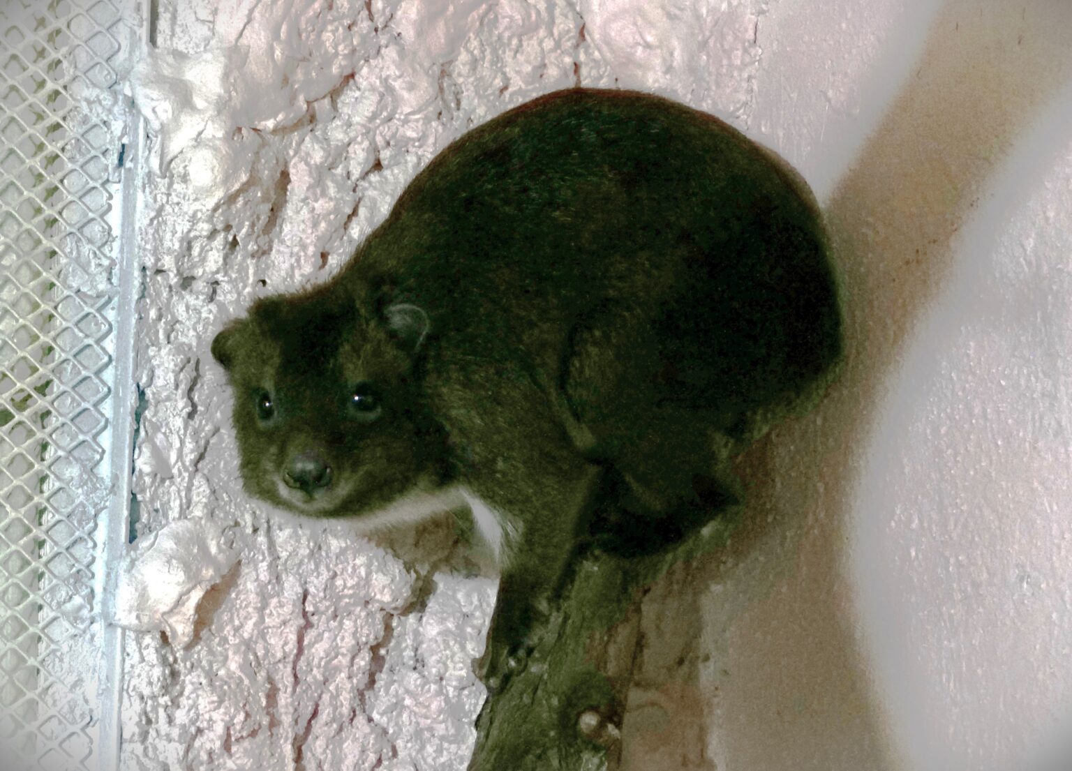 Pár damanov stromových si zvyká na nové prostredie. Foto: ZOO Bratislava 