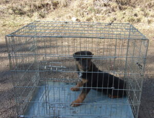 V Rožňave odchytili takmer stovku psov. Aký bude ich ďalší osud?