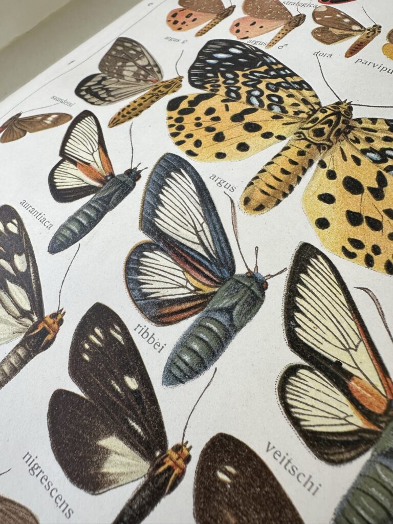 Banská Bystrica: Najväčšie dielo o motýľoch sveta priblíži entomológ Tomáš Kizek