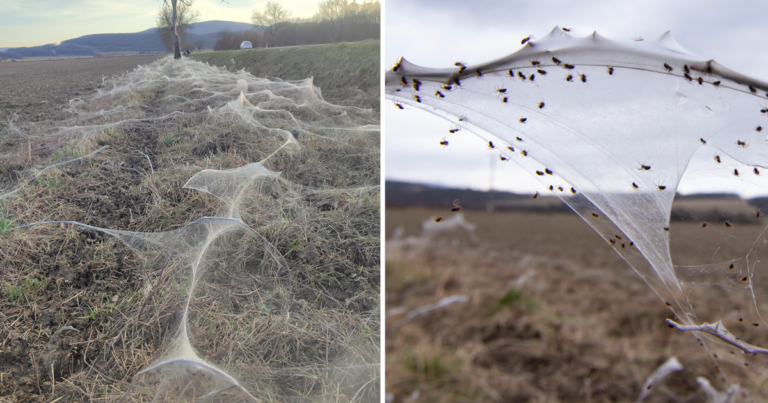 FOTO: Fascinujúce dielo z pavučín obdivuje celé Slovensko. Čo tvrdí o správaní pavúkov odborníčka?