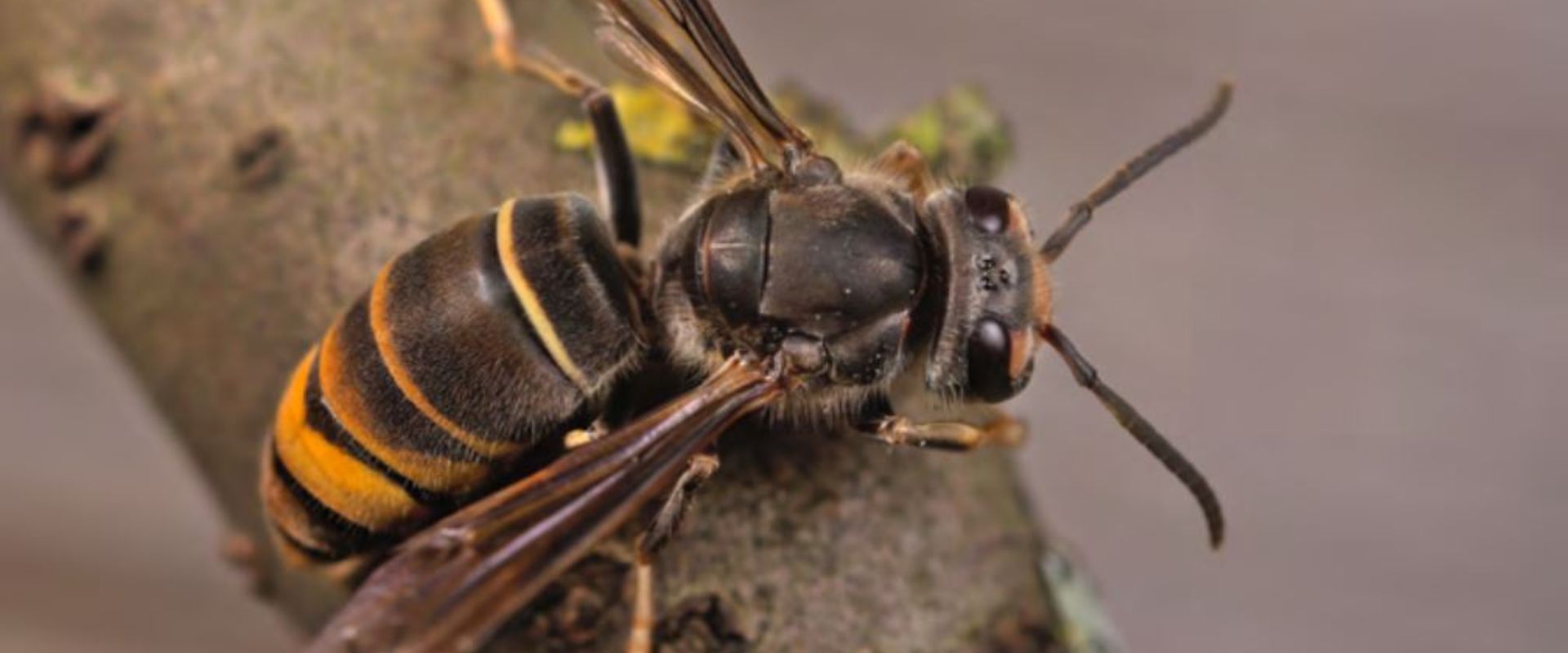 Invazívny druh sršňa požiera včely: Ak ho zbadáte, nahláste to úradom