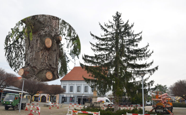 Video: Príbeh novomestského stromu spoznal svoj koniec. Ako napokon rozhodla radnica?