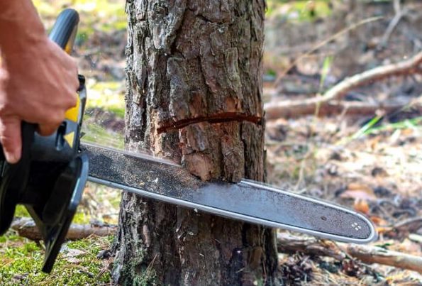 Aktivisti varujú pred ťažbou dreva v Kôprovej doline pod záštitou TANAP-u 