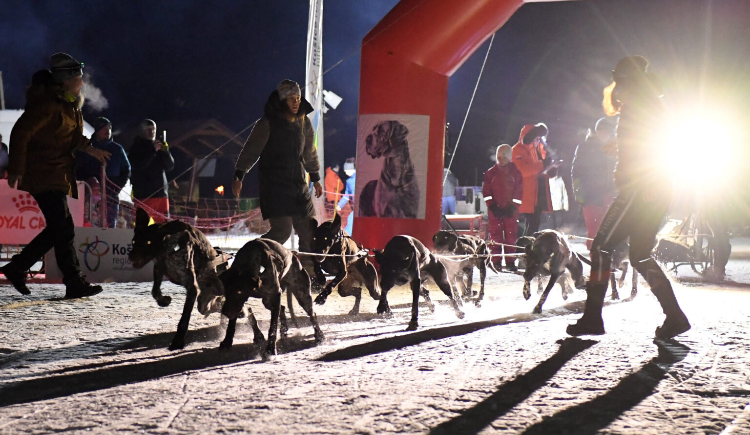 Snímka z nočnej etapy medzinárodných pretekov psích záprahov 2. februára 2024 v areáli Snow park Ľadová pri Stratenej. Foto: TASR  František Iván
