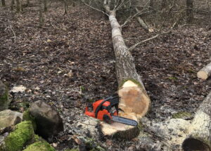 Aj to sa stáva. Vyrúbaný strom našli v aute páchateľa