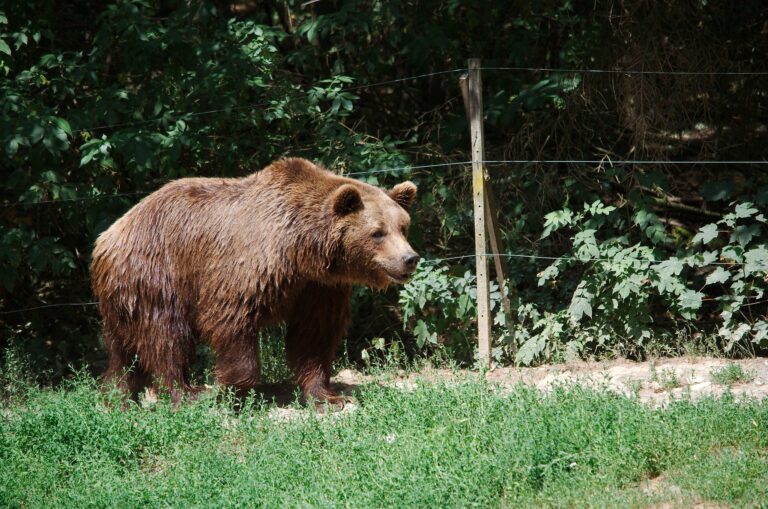 Dávajte si veľký pozor. Na týchto miestach spozorovali medveďa 