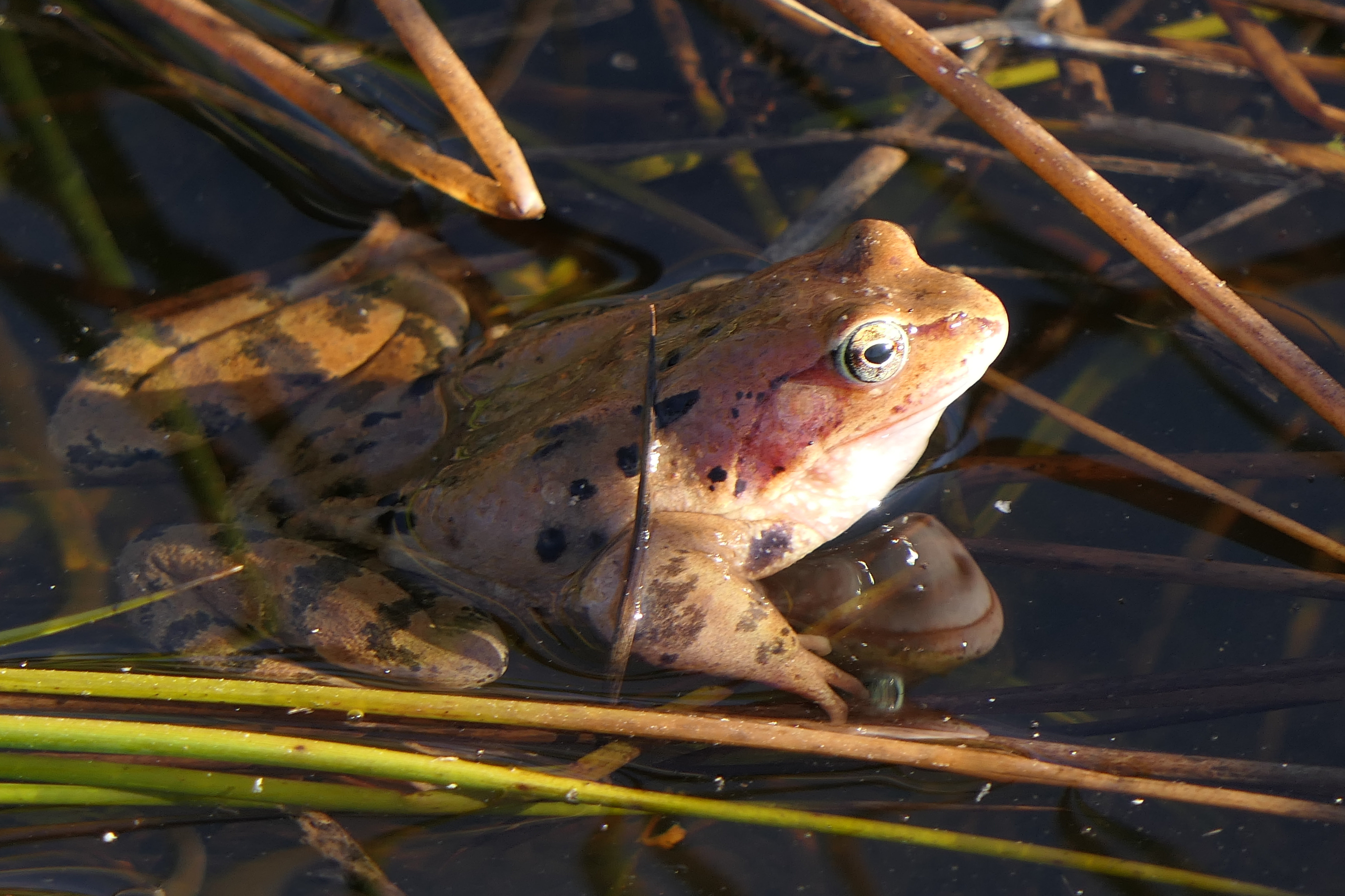 Začala sa jarná migrácia žiab. Pripravené sú zábrany a pomoc s ich migráciou