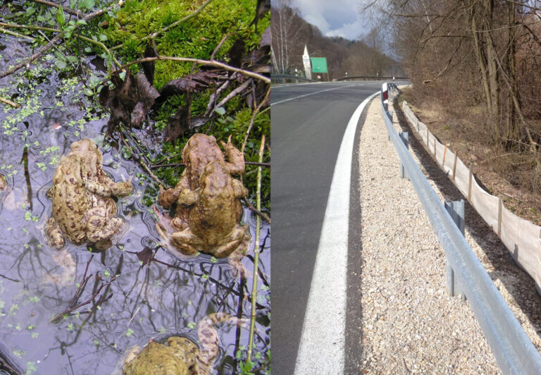 Košickí lesníci zabezpečujú ochranu tiahnucich žiab. Foto: FB Mestské lesy Košice, a. s. 