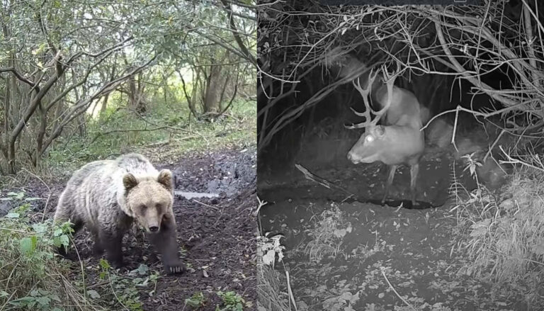 Nádherné video z liptovskej prírody: Takto vyzerá život mimo civilizácie