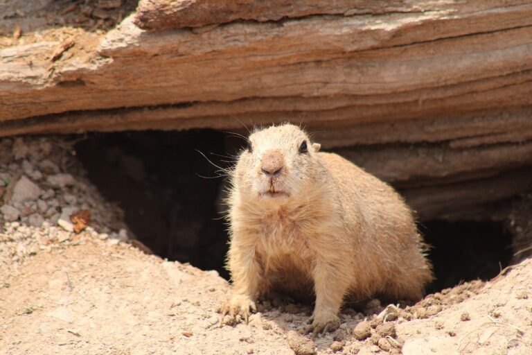 K sysľovisku pri Muráni návštevníkov odvezie nový vláčik, premávať začne pred letom