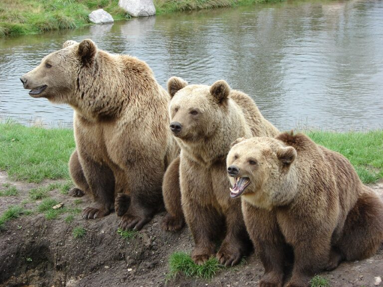 Medvede nám nedajú pokoj. Pohybujú sa neďaleko Žiliny
