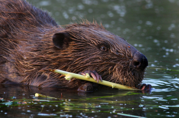 Dievčatá pri prechádzke našli upytliačeného bobra vodného