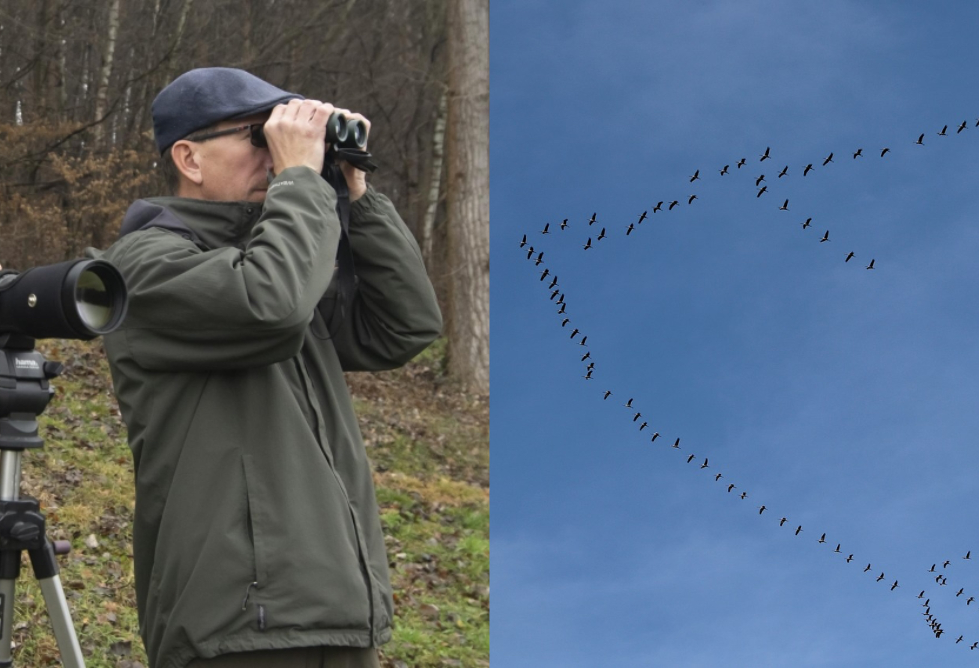 Skorá jar prináša rôzne negatíva. Uhynúť môžu milióny vtákov  