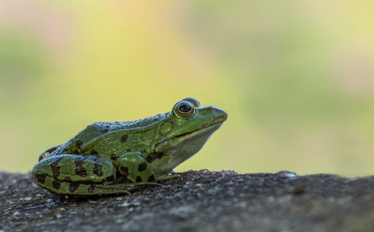 Blesková akcia Mestských lesov. Bratislavčania môžu v utorok večer zachraňovať žaby