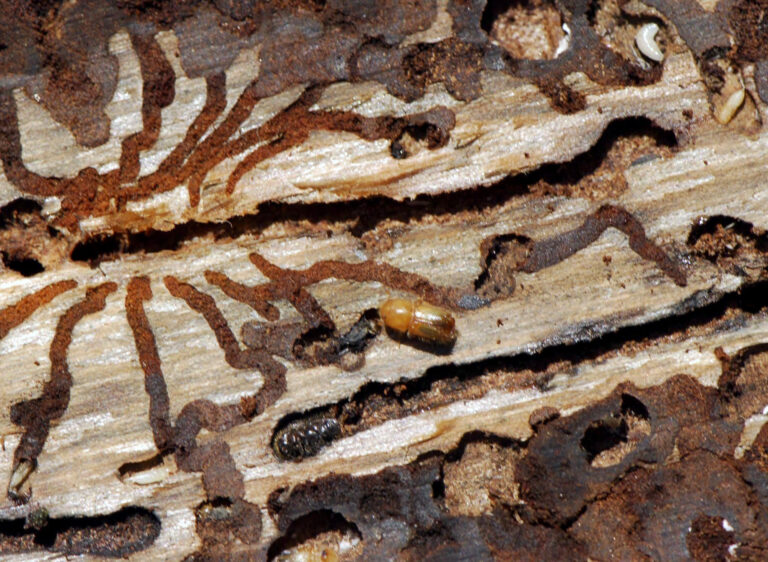 Čierny Balog: Lykožrútová kalamita naberá na rozlohe, napadnutých je 15-tisíc hektárov lesa