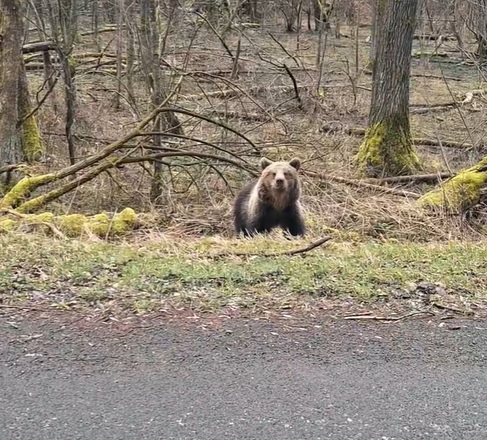 Video: V obci sa hneď vedľa cesty potulovali medvede. Buďte ostražití