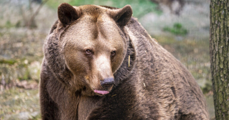V uliciach Liptovského Mikuláša behal medveď, hlásia dvoch zranených