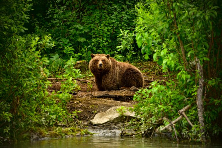 Hrozí aj v lesoch Slanských vrchov stretnutie s medveďom?