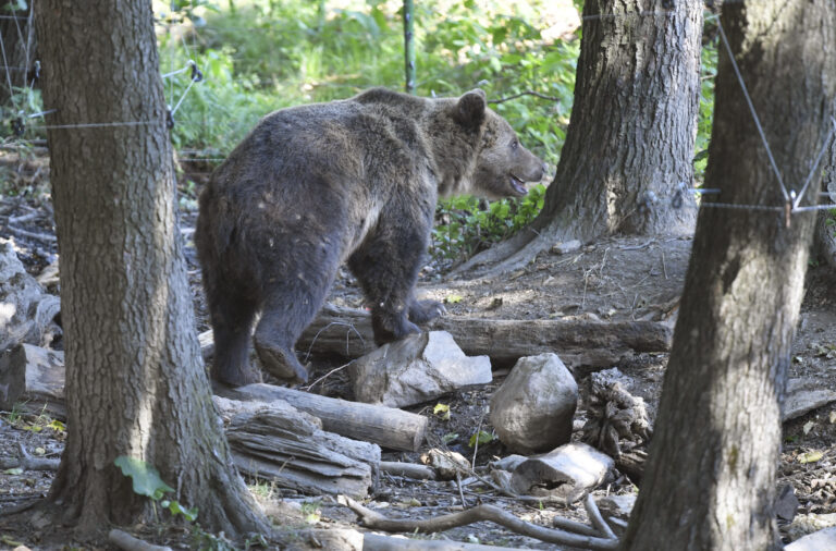Liptovský Mikuláš: Deň po útoku medveďa sa ľudia boja jeho návratu