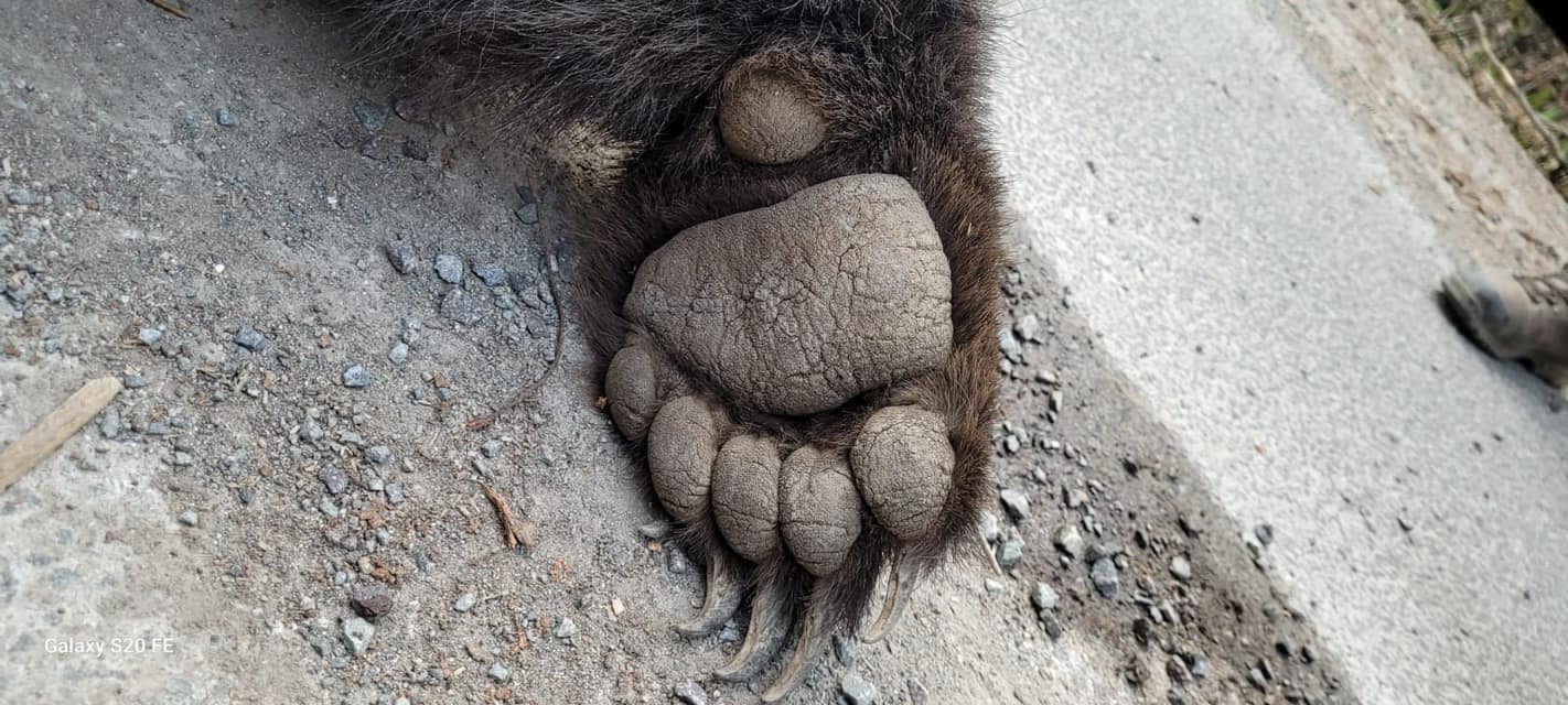 Nad Dolnou Bzovou pri Detve našli mŕtveho medveďa, prípad vyšetrujú