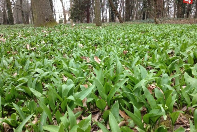 Pri zbere medvedieho cesnaku treba byť opatrný. Môže to skončiť otravou