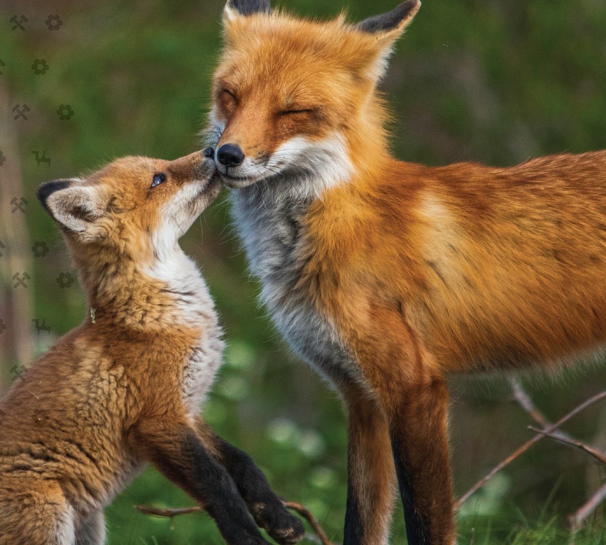 V Tihányiovskom kaštieli predstavia zoologickú výstavu Mláďatá