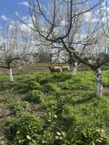 Počuli ste už o živých kosačkách? Toto sú ony!