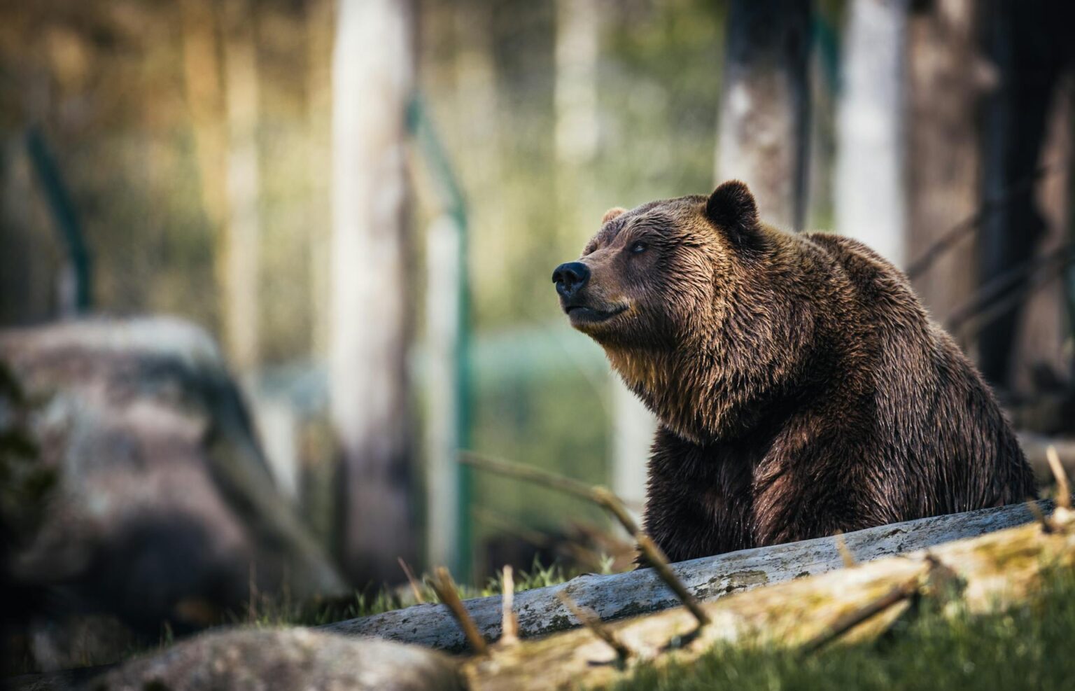 Medveď. Ilustračné foto: Pexels.com