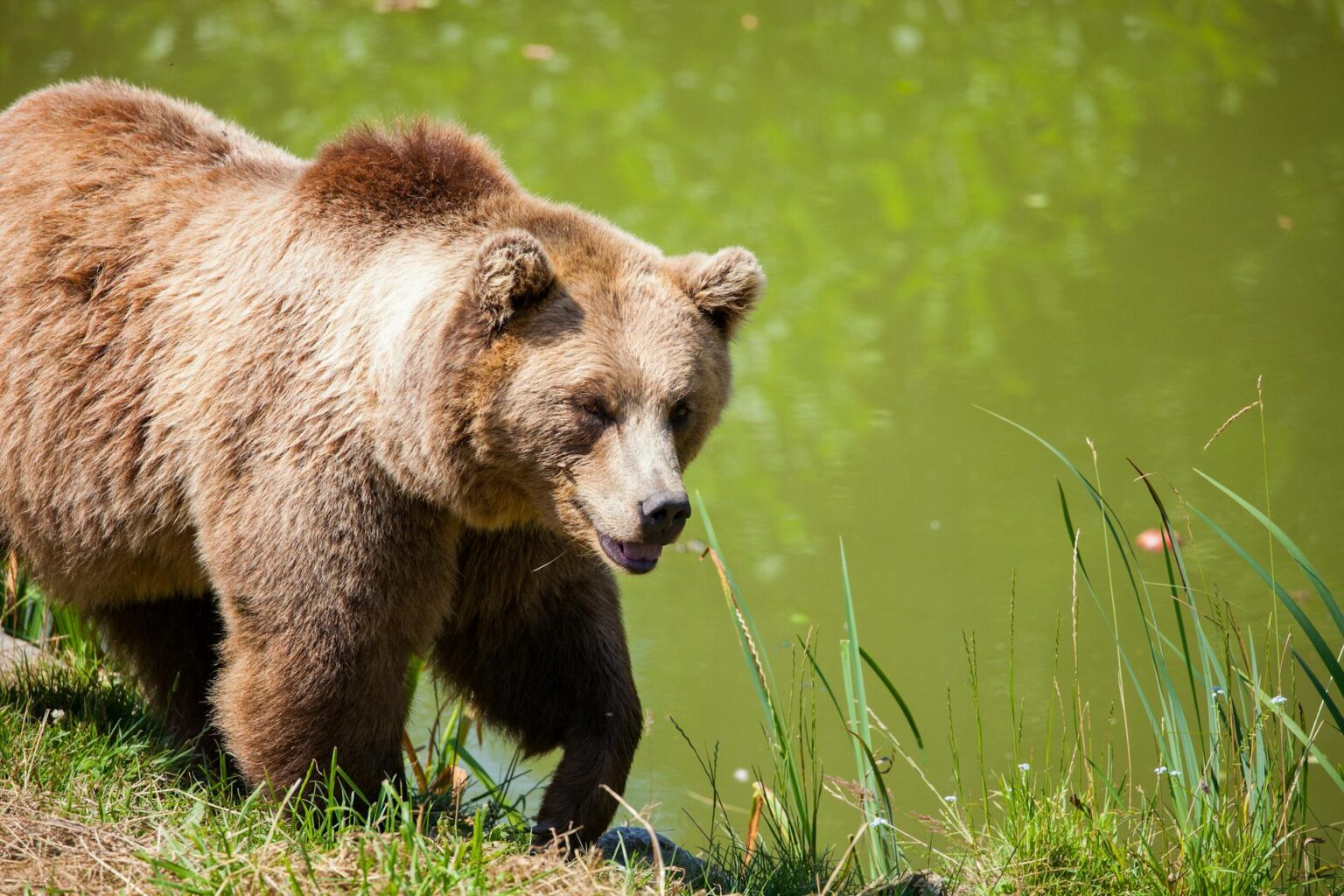 Medveď hnedý. Ilustračné foto: Pexels.com