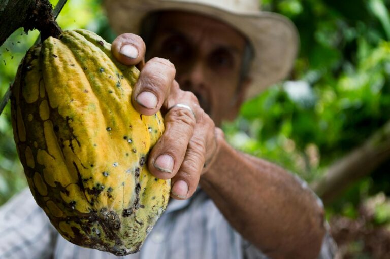 Kakaová rely, ktorá dáva čokoláde trpkú príchuť: Tona stojí už 10-tisíc dolárov