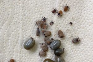 Psičkári pozor, kliešte a blchy už úradujú