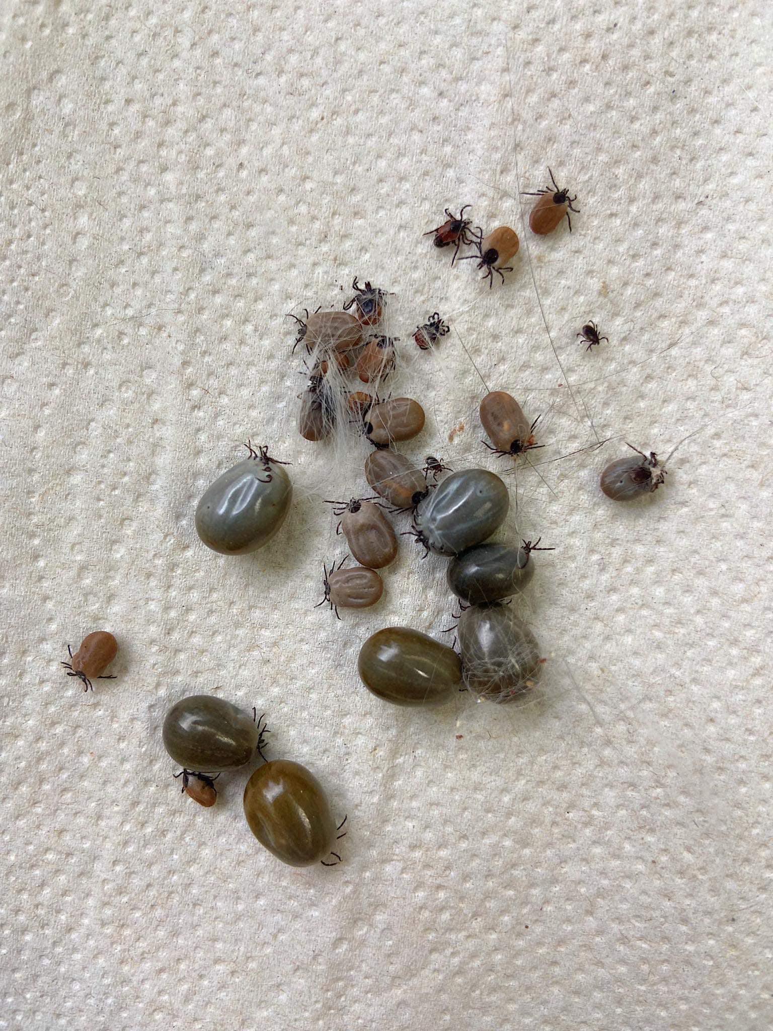 Psičkári pozor, kliešte a blchy už úradujú