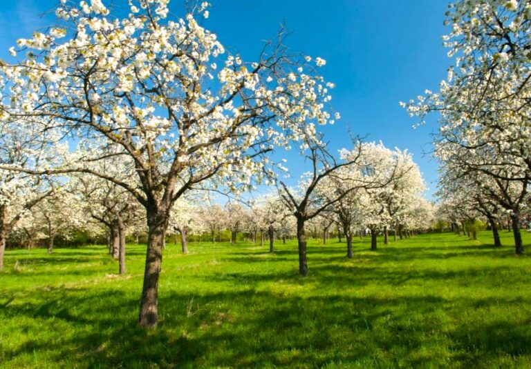 V sade na Banisku pribudli ďalšie ovocné stromy. Je ich už vyše sto