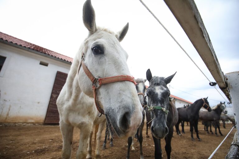 Video: Obyvateľov čakal netradičný pohľad, po sídlisku sa prechádzali kone