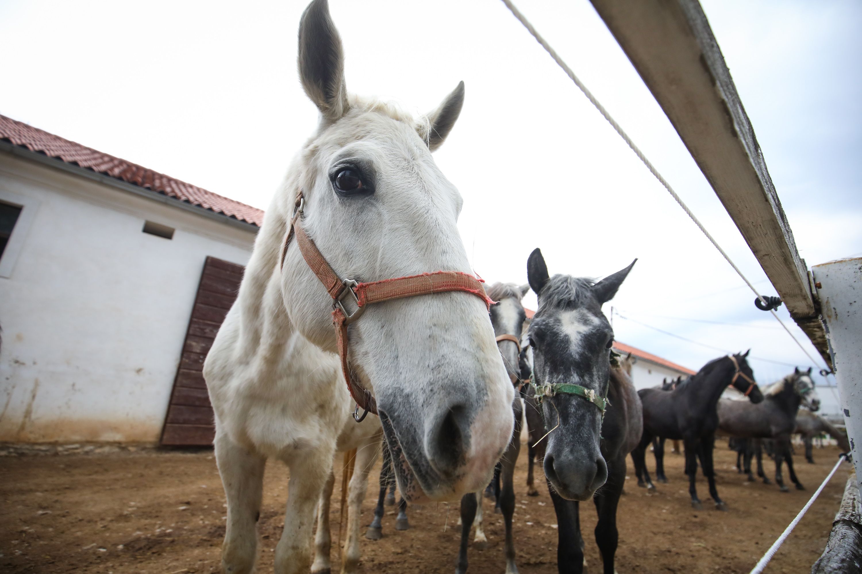 Video: Obyvateľov čakal netradičný pohľad, po sídlisku sa prechádzali kone