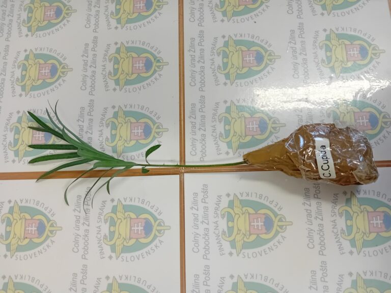 Colníci zaistili vzácnu rastlinu z Austrálie