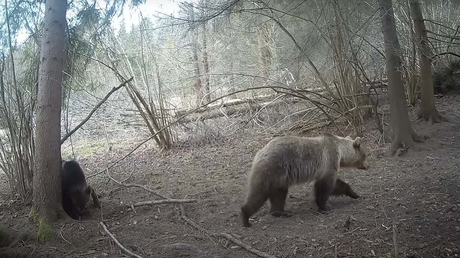Takto znie medveď hnedý. Pozrite si unikátne video z Horného Liptova