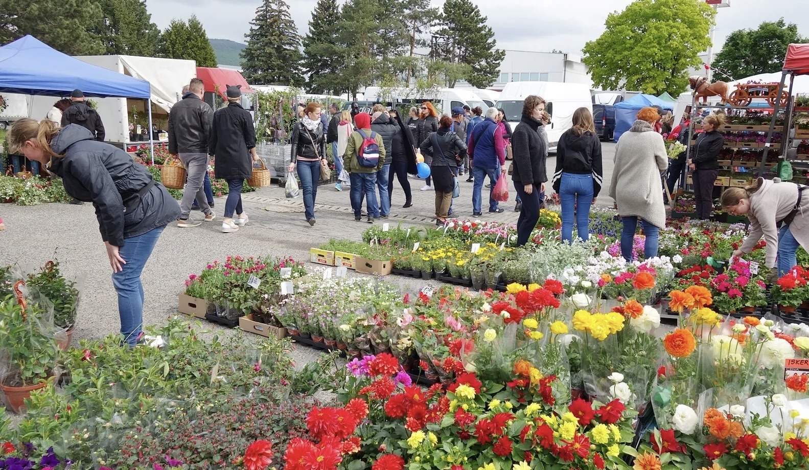 Príležitosť pre nadšencov záhradníctva: v Skalke nad Váhom usporiadajú burzu rastlín
