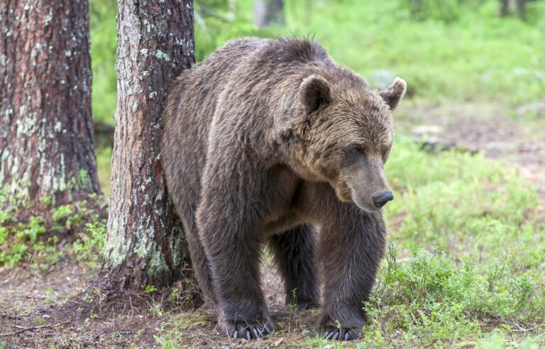 V okolí Prievidze opäť vyčíňal medveď. Zaútočil len pár metrov od rodinných domov