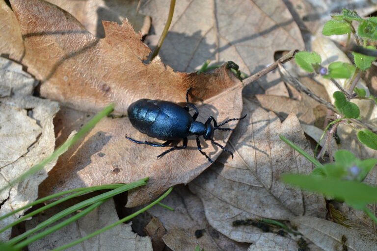 Na Slovensku sa premnožil jeden z najjedovatejších hmyzov na našom území