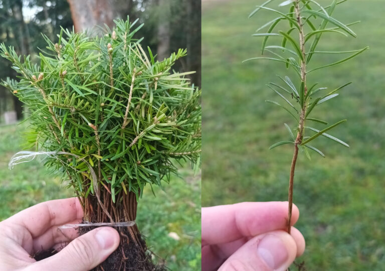 V Spišskej Novej Vsi bude ešte viac zelene. Lesníci tam vysadia tisíce nových stromčekov