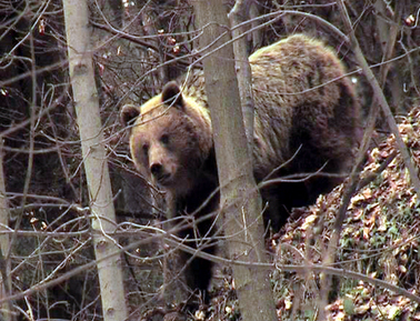 Obyvateľ Lemešian videl neďaleko obce medveďa. Miestni sú znepokojení