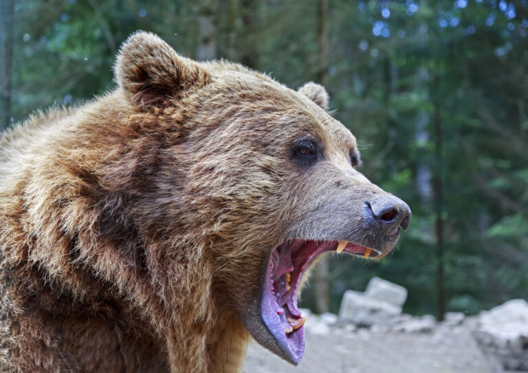 Nejde o prvý útok na Liptove, miestni ľudia majú zo šelmy strach. Ilustračný obrázok. Foto: Istock