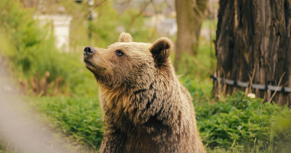 V Tatranskej Štrbe zaradili do denného menu jedlá z medvedieho mäsa