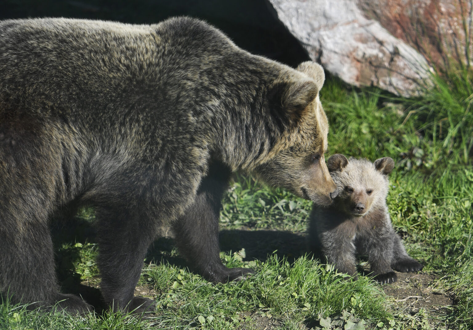Matka s mláďatkom v zoo v Košiciach 19. apríla 2024. Foto: TASR/ František Iván