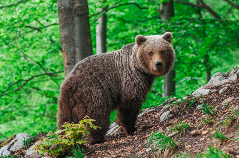 Šelma rozdeľuje spoločnosť, rozhádala aj medvediarov. Dalo sa smrti turistky predísť?
