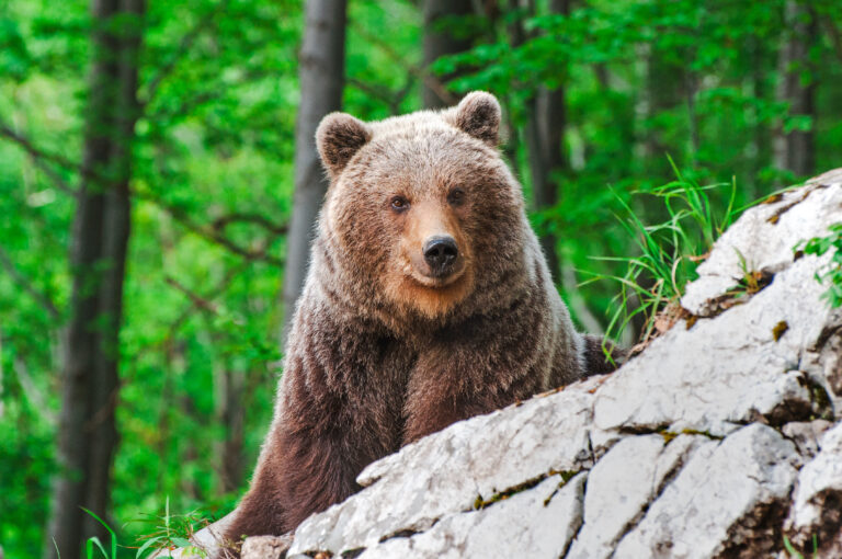 V okolí Šibeničného vrchu spozorovali vodiacu medvedicu